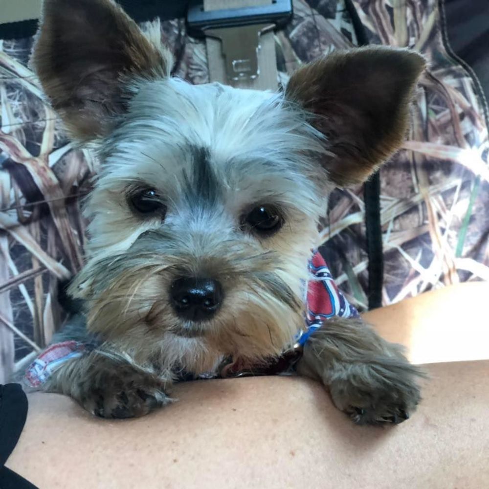 Meet your Posher, Misty